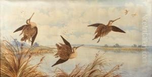 Shot Snipe by Neville, Will. Cayley Jnr.