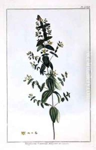 St. John's Wort by Pierre-Joseph Buchoz