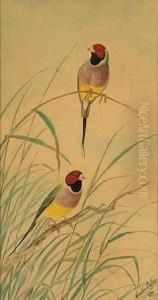 Native Birds by Neville, Will. Cayley Jnr.