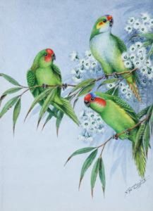 Three Lorikeets Three Lorikeets