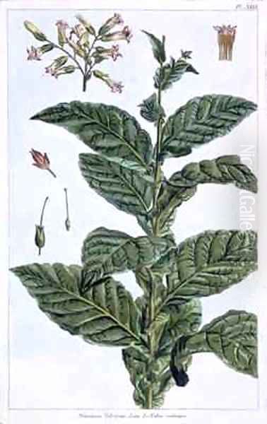 Tobacco plant - view 1