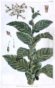 Tobacco plant Tobacco plant