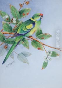 Ring Necked Parrot by Neville, Will. Cayley Jnr.