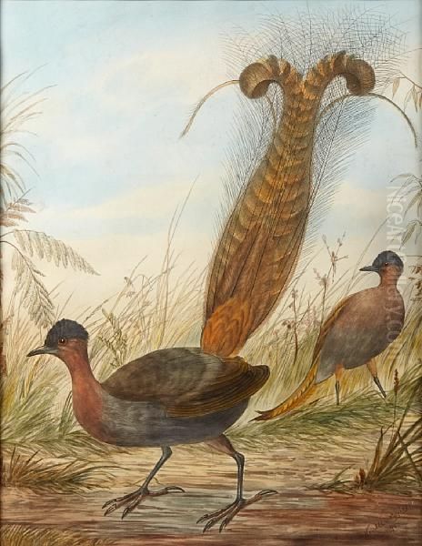 Lyre Bird - view 1