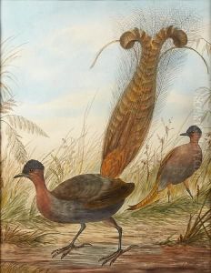 Lyre Bird by Neville Henry Peniston Cayley