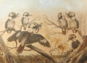 Kookaburras by Neville Henry Peniston Cayley