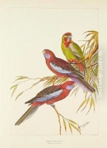 Untitled by Neville Henry Peniston Cayley