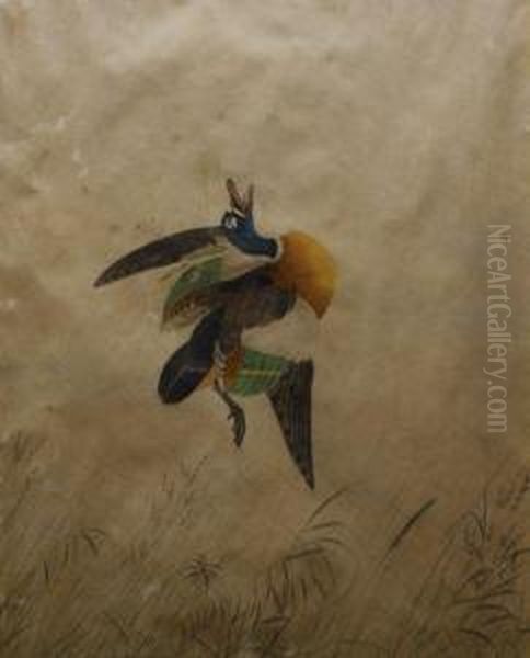 Shot Duck - view 1