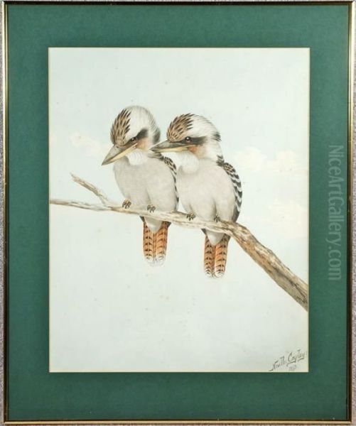 Kookaburras In Tree - view 1