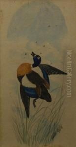 Teal Duck Shot In Flight by Neville Henry Peniston Cayley