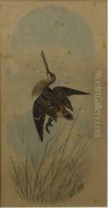 Senior by Neville Henry Peniston Cayley