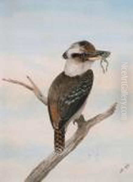 Senior Kookaburra With Frog - view 1