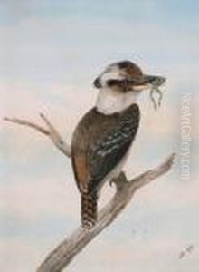 Senior Kookaburra With Frog by Neville Henry Peniston Cayley
