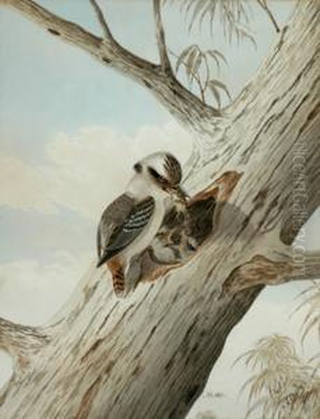 Snr Kookaburrafeeding Young
With Mouse Watercolour Signed 'n. Cayley Sydney No.103' Lower Right 36.5
X 28 Cm - view 1