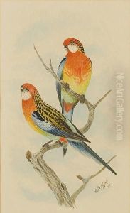 A Pair Of Rosellas; A Pair Of Lorikeets by Neville Henry Peniston Cayley