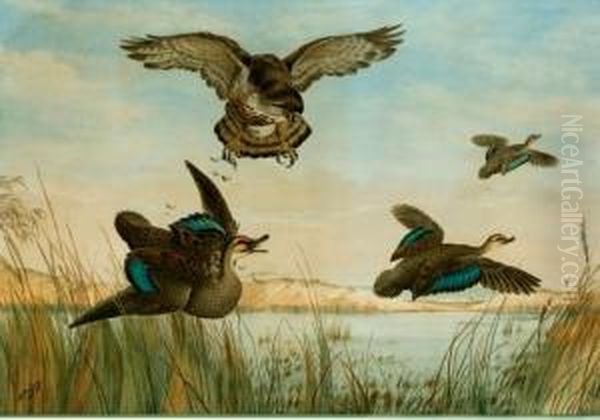 Hawk Attacking Three Ducks - view 1