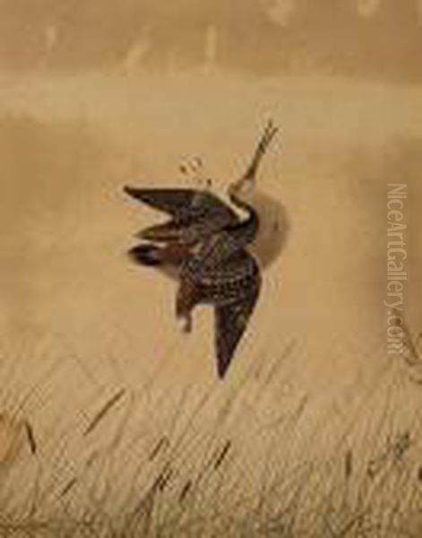Snipe - view 1