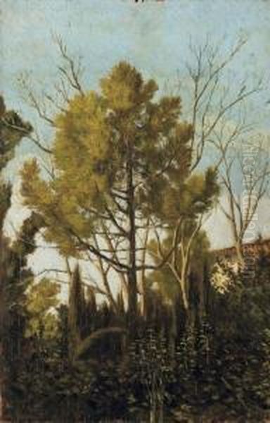 Il Bosco - view 1