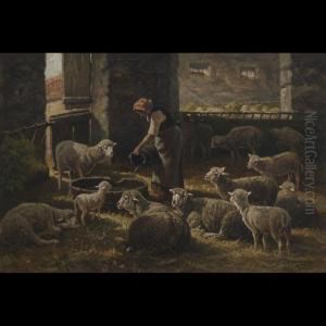 Sheep In Stable