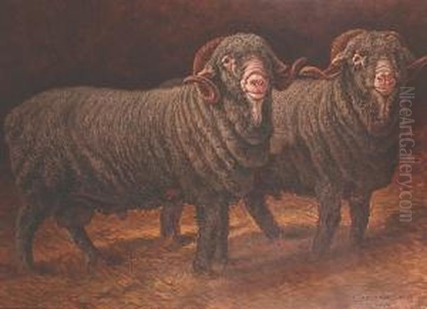 Prize Merino Rams - view 1