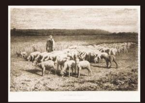 Moutons En Plaine Moutons En Plaine
