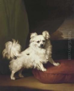 A White Papillon Standing On A Cushion by Henry Bernard Chalon