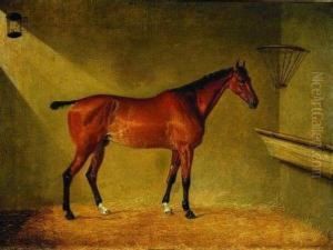 Horse In Stall