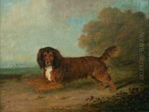 Spaniel - view 1