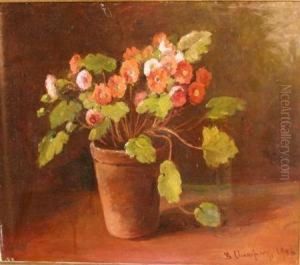 Primula