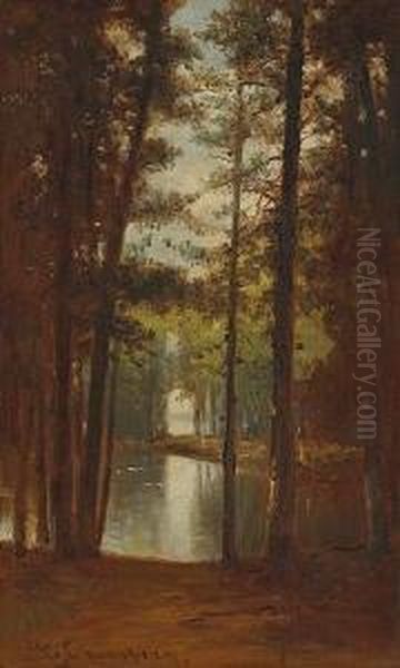 Reflections Of Birch Trees - view 1