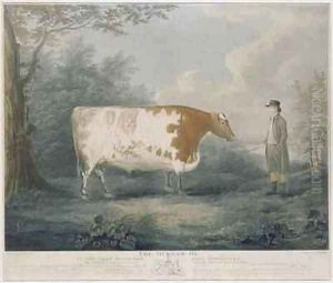 The Durham Ox by John Boultbee
