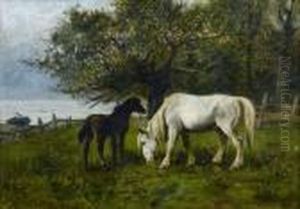 Jument Et Son Poulain