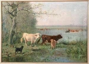 troupeau De Vaches S'abreuvant