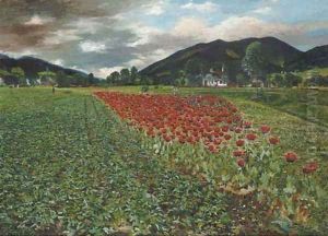 The poppy field