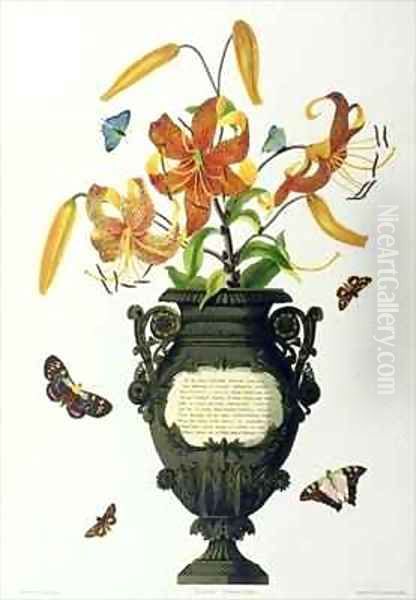 Lilium tigrinum Tiger Lily - view 1