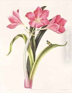 Amaryllis purpurea by Bury, Mrs Edward
