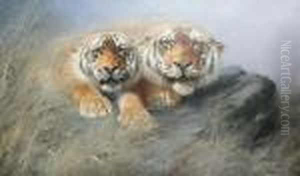 Two Tigers Crouching On A Rock - view 1