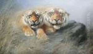 Two Tigers Crouching On A Rock by Lilian Cheviot