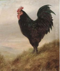 A Broad Langsham Fowl