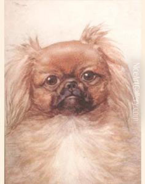 A Pekingese - view 1