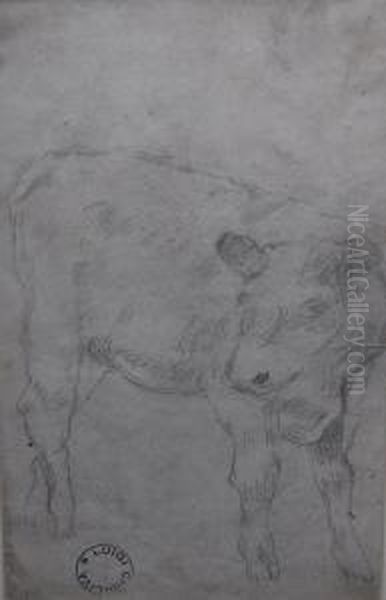Mucca - view 1