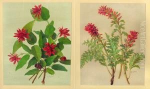 A Study Of Stems Of Indian Paintbrush; A Study Of Stems Of The Spicebush (a Pair) A Study Of Stems Of Indian Paintbrush; A Study Of Stems Of The Spicebush (a Pair)