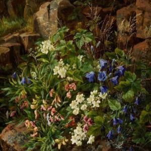 Harebell