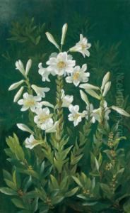 Lilien by Anthonie, Anthonore Christensen