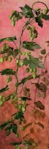 Hops In Bloom. Unsigned Hops In Bloom. Unsigned
