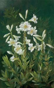 D Lillies