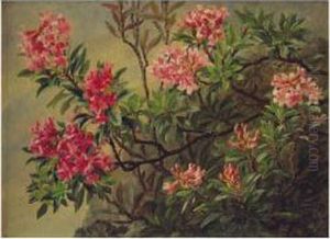 Oleander
