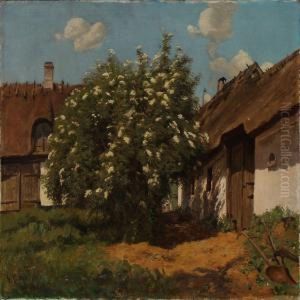 Farm Yard With Blooming Elderberry