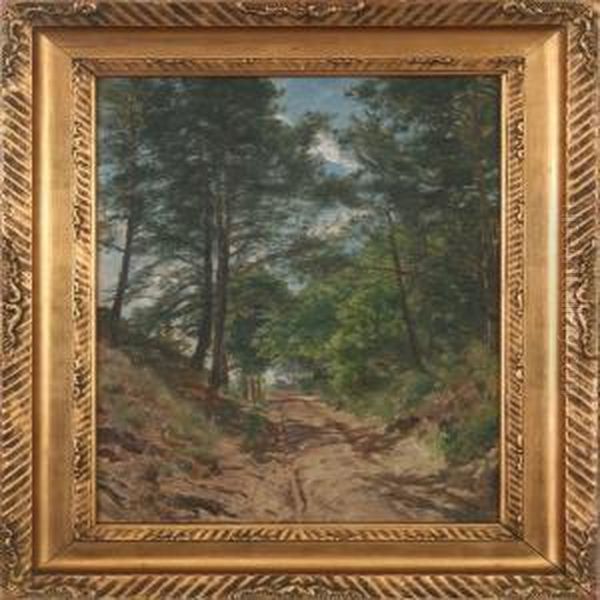 A Dusty Forestroad - view 1