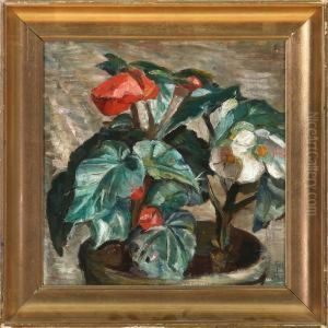 Blomstrende Begonia Blomstrende Begonia
